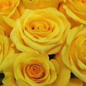 Meet your Posher, Susan